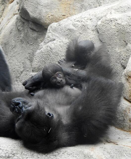 Im Zoo Schmiding wurde das erste österreichische Gorillababy geboren. Es ist wohlauf und hat nun einen Namen bekommen. | Foto: Zoo Schmiding