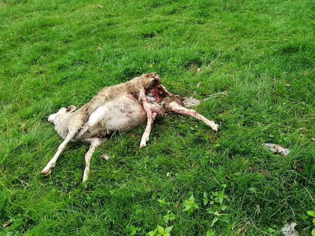 Eines der Schafe wurde 50 Meter vom Haus entfernt, gerissen. | Foto: Schnabler