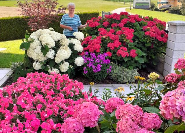 Eine wahre Blütenpracht der Garten von Rosi Holzapfel in Stöbichen bei Wernstein am Inn. | Foto: Gruber