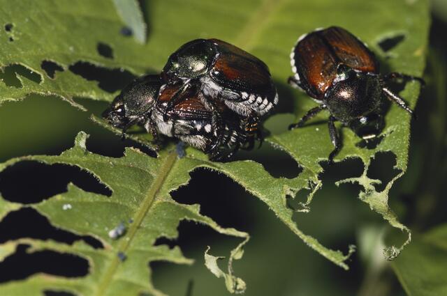 Die Käfer fressen Pflanzen teils kahl, Larven im Untergrund beschädigen außerdem Wurzeln. Mehr als 300 Pflanzenarten sind gefährdet, besonders auch Wein, Apfel- und Laubbäume. | Foto: Gilbert S. Grant / PhotoResearchers / picturedesk.com
