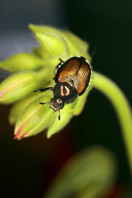 Foto:  Science Photo Library / picturedesk.com