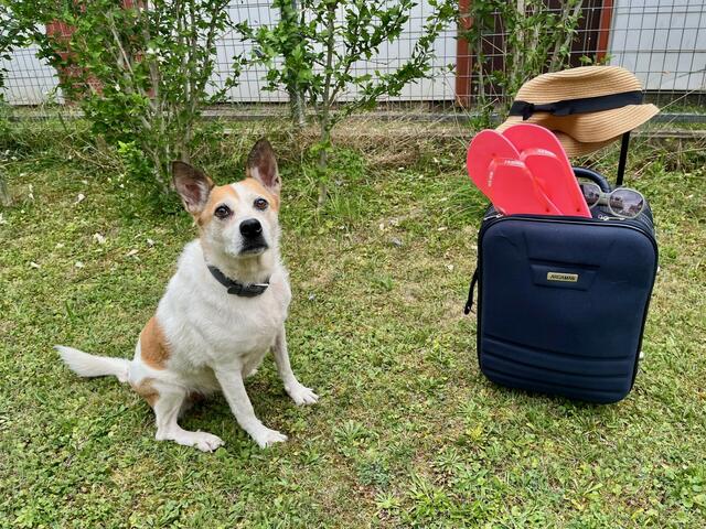 Die Koffer sind gepackt - Hündin Kara ist bereit für die Reise. | Foto: Michalka