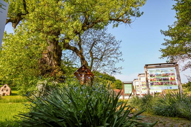 Immer herrlich anzusehen, die Schwarzpappel. Besonders im Frühling und im Herbst. | Foto: Gerald Lang Photography