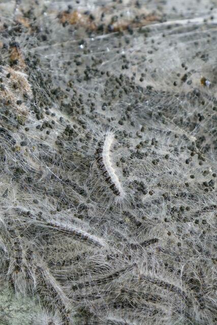 Foto: Heinz Krimmer / imageBROKER / picturedesk.com