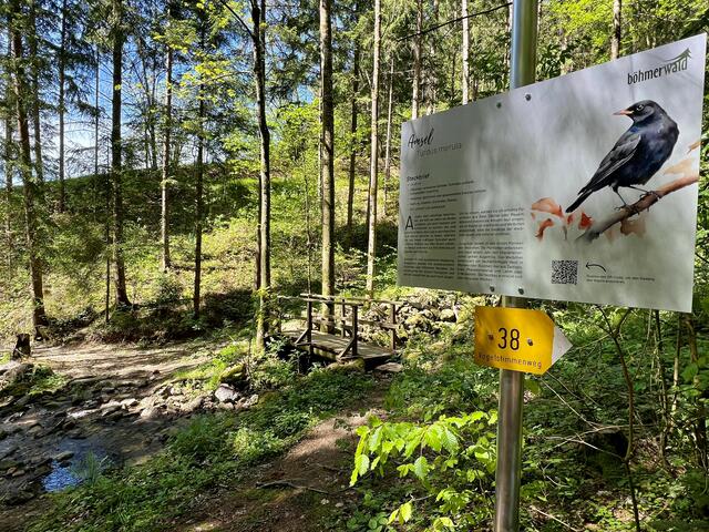 Der Vogelstimmenweg in Peilstein führt durch die Sausende Schlucht.  | Foto: Spitzl