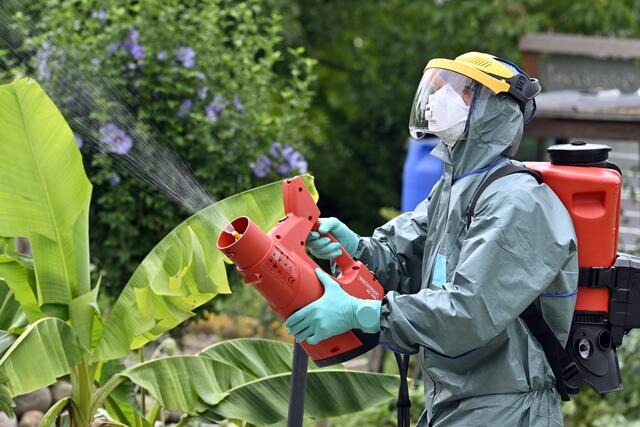 Noch sind hierzulande keine Fälle dieser Pflanzenschädlinge gemeldet worden. Der Pflanzenschutzdienst für Wien hält aber flächendeckend Ausschau. (Symbolbild) | Foto: WALTER BIERI / Keystone / picturedesk.com