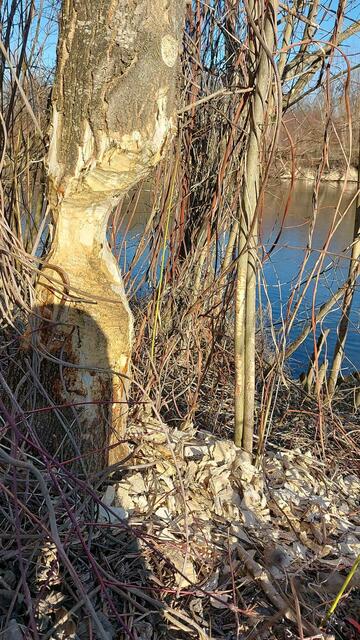 Foto: Stummer