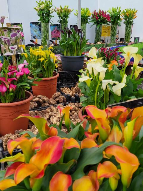 Eine Vielfalt an Pflanzen gab es auf Schloss Lackenbach. | Foto: Gartenlust