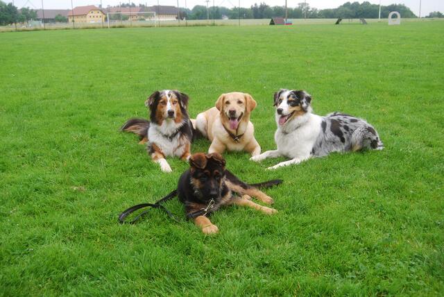 In der Hundeschule Kremstal starten die nächsten Kurse am 24. August 2024, um 14 Uhr.  | Foto: SVÖ Kremstal