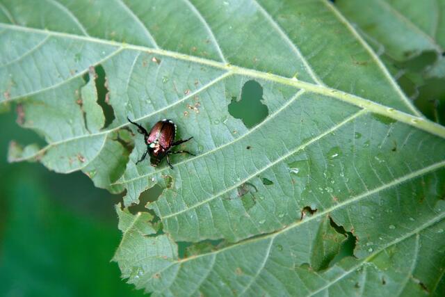 Foto: Scott Camazine / PhotoResearchers / picturedesk.com 