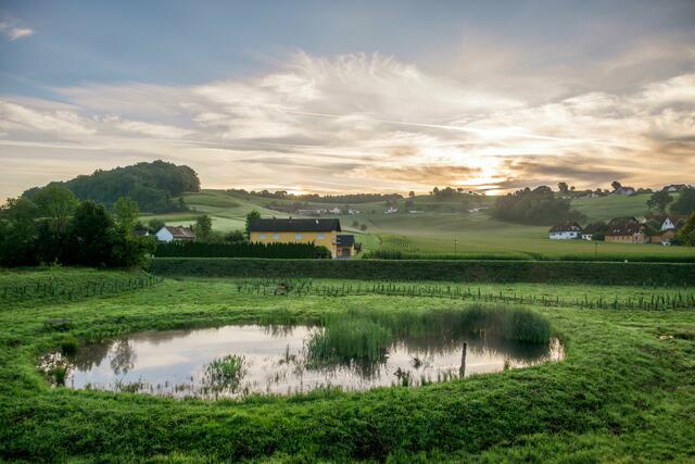 Wunderschön anzusehen die Sumpfwiese beim Rückhaltebecken.  | Foto: Gerald Lang Photography