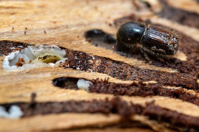 Borkenkäfer treten grundsätzlich als Sekundärschädlinge auf und besiedeln vor allem durch Umweltbedingungen geschwächte Bäume. (Archiv) | Foto:  Michael Reichel / dpa / picturedesk.com