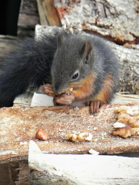 Die jungen Nager sind mit Nüssen und Wasser versorgt worden. | Foto: Sigl