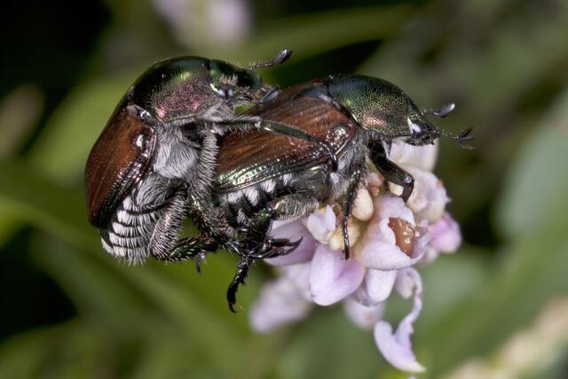 Foto:  Scott Camazine / PhotoResearchers / picturedesk.com