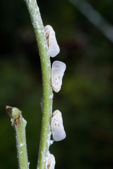 Die Bläulingszikade ist seit etwa 20 Jahren im Stadtgebiet von Wien präsent. In den letzten zwei Jahren war der Befall gering, jedoch wurde in diesem Jahr in einigen Bezirken, wie Neubau, wieder ein verstärktes Auftreten festgestellt. (Archiv) | Foto: Nature's Images / PhotoResearchers / picturedesk.com