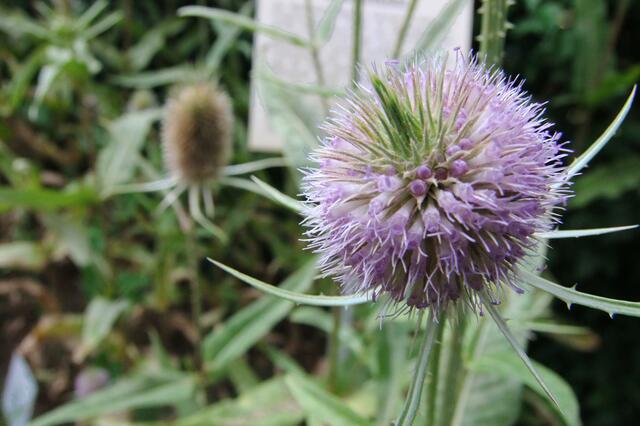 ungewöhnlich, eine kugelrunde Blüte der Karde, alle anderen sind schon abgeblüht