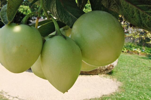 Birnen-Melone in der Blumenampel
