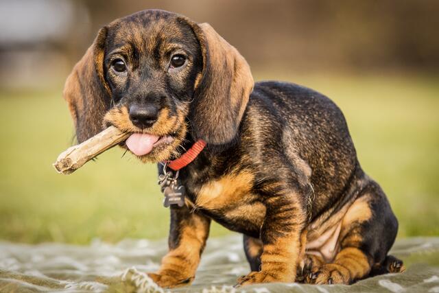 Sommerzeit mit Hund kann oft zur Belastung werden. Tierpensionen schaffen Abhilfe. | Foto: Peter Kirschner