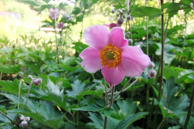 Sommeranemone