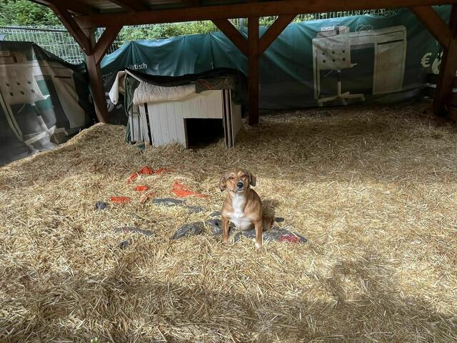 Das Carport wurde für Luna zum riesigen Hundezimmer umgebaut.  | Foto: Stibi