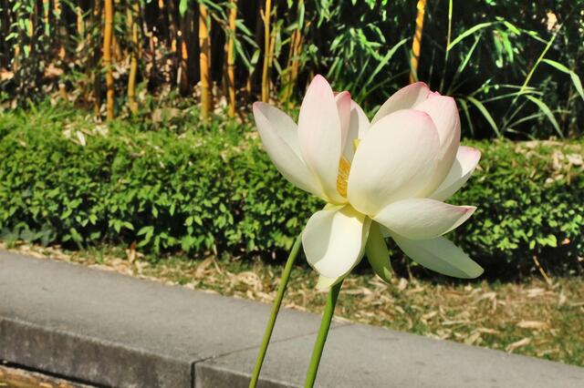 Lotos-Blüte im Botanischen Garten