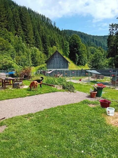 20 Hunde aus dem Ausland leben beim Verein "Stibis Hundeparadies" in St. Barbara.  | Foto: Stibi