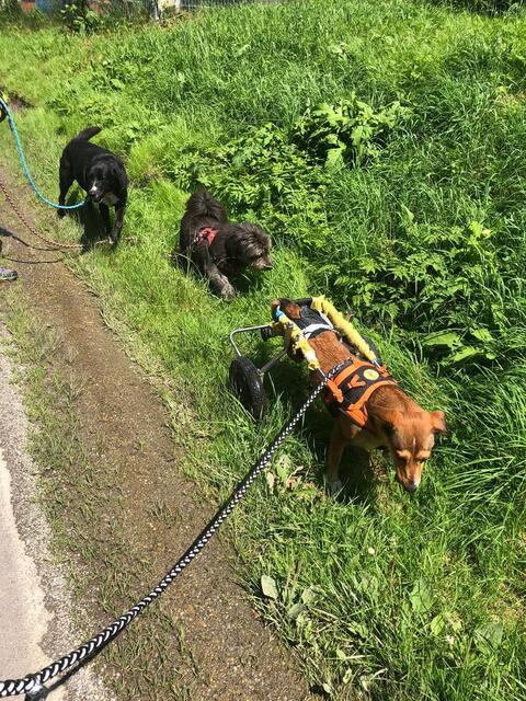 Dank eines Hunderollstuhls kann Luna auch bei den Spaziergängen mit dabei sein.  | Foto: Stibi