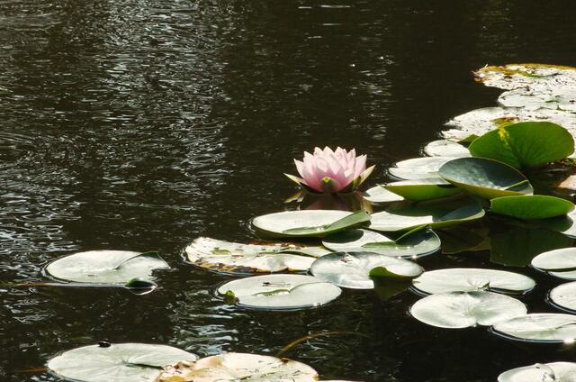 Auf dem linken Blatt unten sitzt ein kleiner schwarzer Frosch