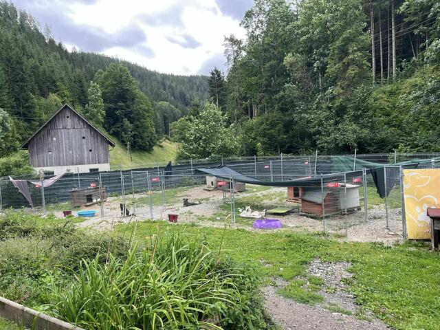 Die Außenanlage bei "Stibis Hundeparadies" ist riesig und bietet für alle 20 Hunde genug Platz.  | Foto: Koidl