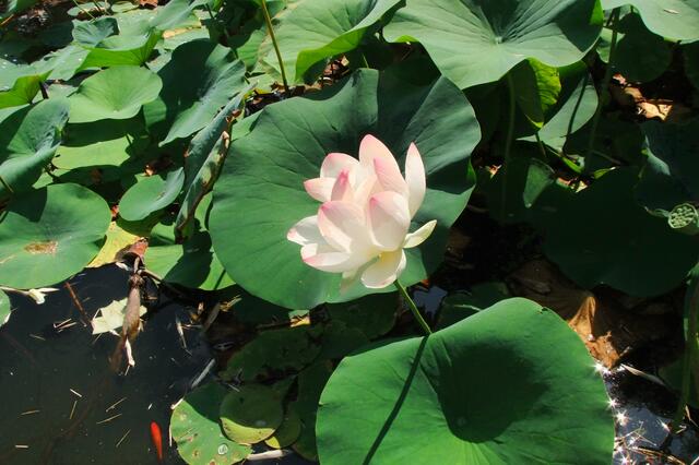 es ging ein starker Wind, die Blüte schwankte hin und her, daher war keine Nahaufnahme möglich