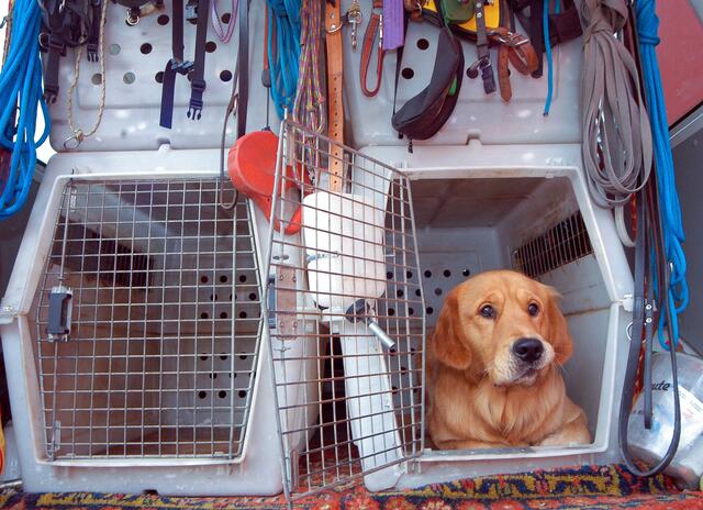 Die zwei Hunde verendeten in den Autotransportboxen. Die Besitzer sind nun angeklagt. | Foto: Panthermedia/egubisch