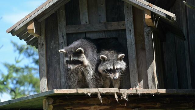 Foto: Norbert Ortner