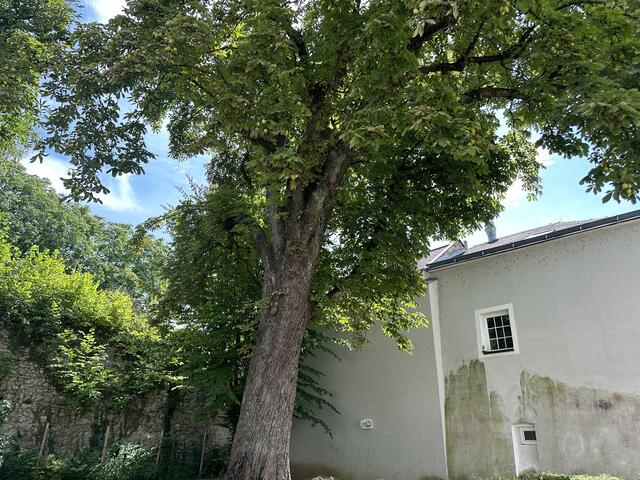 Nun ist es fix: Die große Kastanie in der Welser Altstadt bei der Stadtmauer muss aus Sicherheitsgründen gefällt werden. | Foto: MeinBezirk