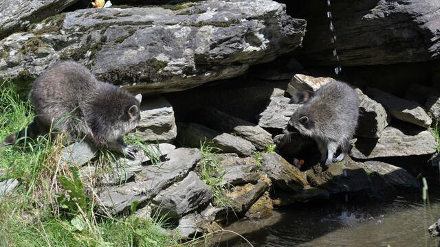 Foto: Norbert Ortner