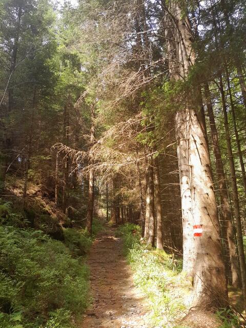 Schattige Waldwege und rechts unten fließt die Pinka