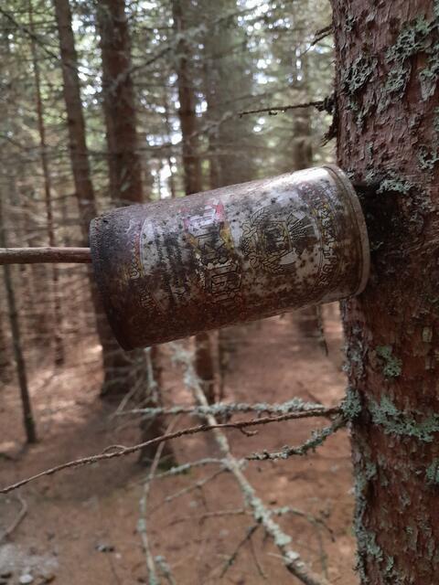 Wie lang die Bierdose hier schon hängt? Je näher ich zur Hütte kommen, umso mehr Unrat liegt in der Natur, obwohl es sich eh in Grenzen hält. Aber das müsste nicht sein.