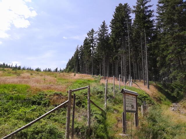 bis ich die erste Forststraße quere und gleich wieder im Wald verschwinde