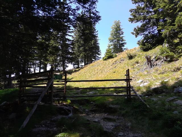 Durchs Weidegatter - Kühe sehe ich hier noch keine
