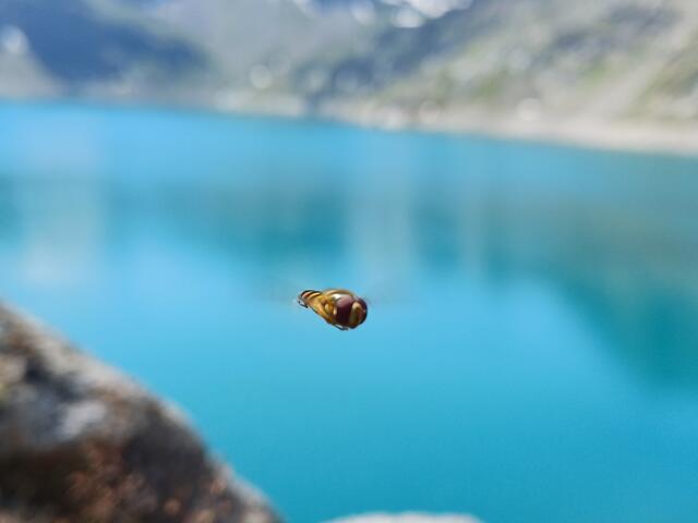 Finstertalerstausee  | Foto: daniela scheiber