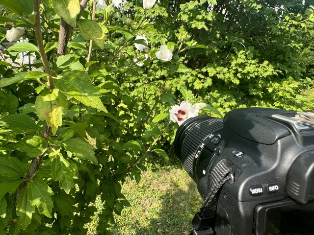 Bei der Fotochallenge Wienerwald gibt es neun Kategorien, in denen man ein Foto einreichen kann. | Foto: Bettina Korotvicka