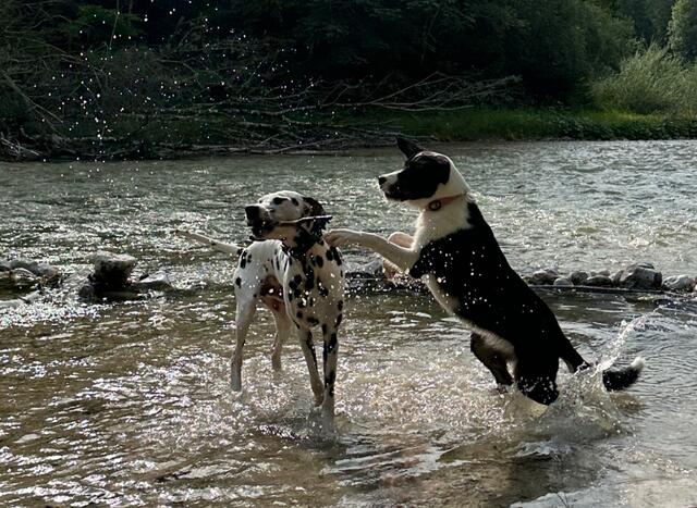 Viele Hunde lieben das Schwimmen - Auch Baquero und Nala erfreuen sich der Abkühlung. Hunde in Wels und Wels-Land können das an verschiedenen Flusszugängen tun. | Foto: MeinBezirk/Braun