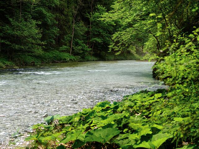 Kritik an der Wasserstudie von Greenpeace von der Tiroler Politik. | Foto: Mitja Kobal