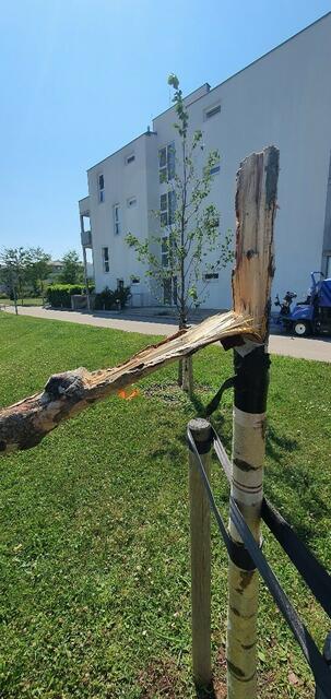 Die jungen Bäume hatten keine Chance gegen die Aggressionen unbekannter Vandalen. | Foto: Stadtgemeinde Schwechat