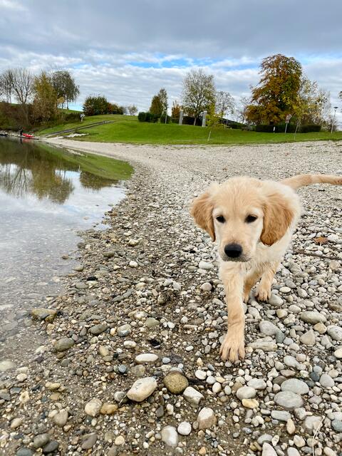 Am Donaustrand beim Altarm in Wallsee-Sindelburg, Niederösterreich. | Foto: MeinBezirk/ES