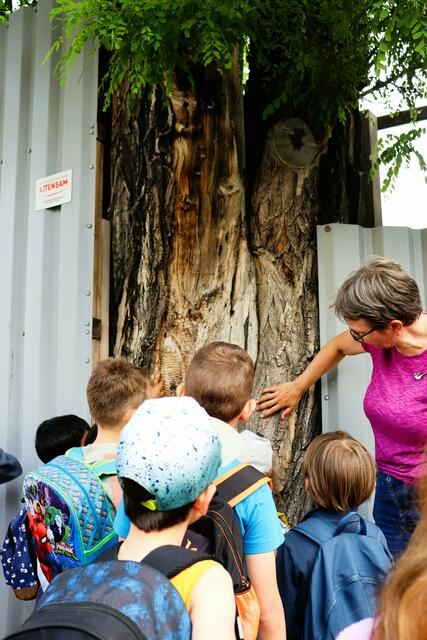Die GB* sucht den Superbaum der Stadlau. | Foto: GB*
