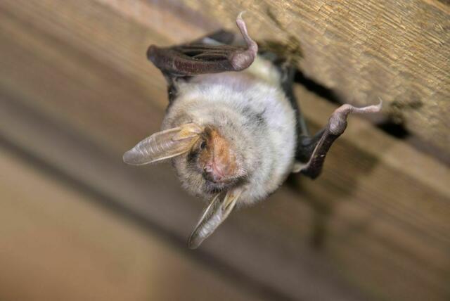 Fledermäuse können bei der Abendführung durch den Lainzer Tiergarten beobachtet werden.  | Foto: KFFÖ