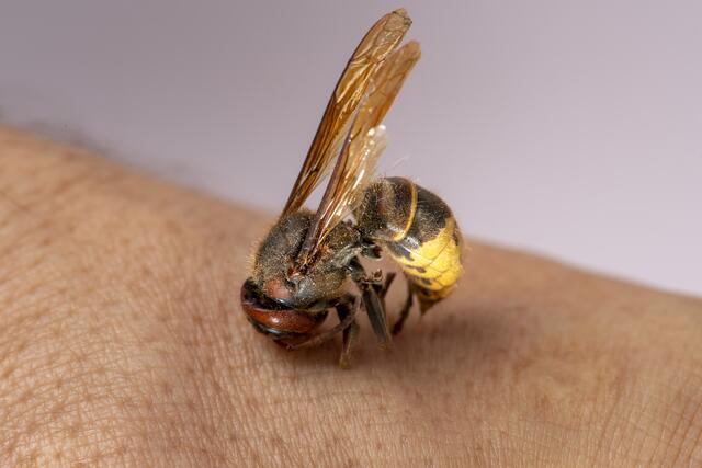Bei Allergien gegen Bienen-, Wespen- und Hornissenstiche stuft das menschliche Immunsystem die in den Giften befindlichen Eiweiße als gefährlich ein.  | Foto: Igor Chus/PantherMedia.com