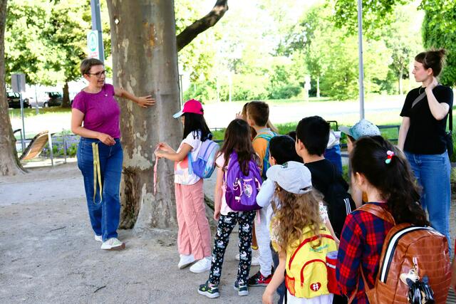 Um die Wichtigkeit von Stadtbäumen in den Fokus zu rücken, sucht die Gebietsbetreuung Stadterneuerung (GB*) den Stadlauer Superbaum. | Foto: GB*