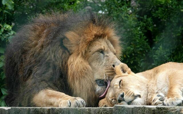 Foto: Tiergarten Walding