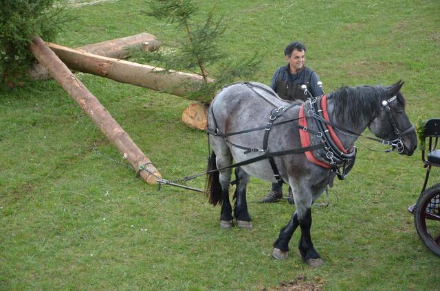Bruno Nigsch mit seinem Noriker beim Holzrücken. | Foto: Sieglinde Temper